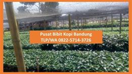 TLP/WA 0822-5714-3726, Supplier Bibit Pisang Cavendish Brebes